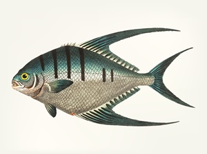 Amberjack fish