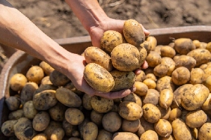  Ayrshire potatoes