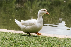 Duck