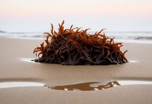 Dulse (seaweed)