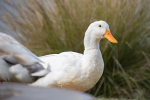 Gressingham duck