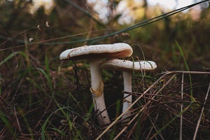 Gumboots (mushroom)