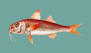 Gurnard (fish)