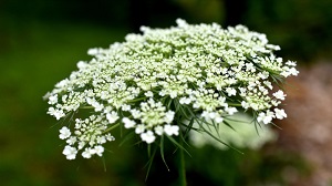 Queen Anne's lace (edible flowers)