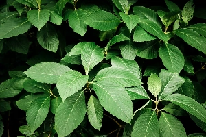 Uziza leaves