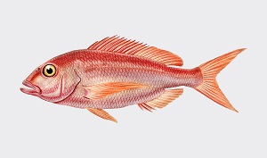 Vermillion snapper