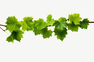 Vine leaves