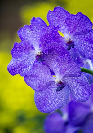 Viola flowers (edible)