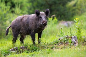 Wild boar