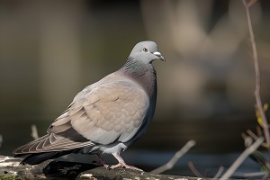 Wood pigeon