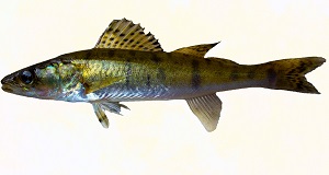 Xander fish fillet (in areas where pike is referred to as xander)