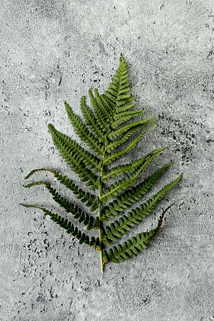 Xaxim (a type of fern, not typically eaten but used here as a creative, fictional food element)