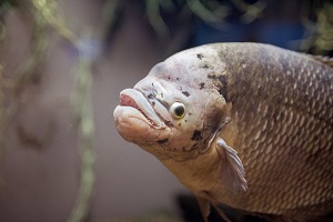 Xerelete (a type of fish found in Brazil)