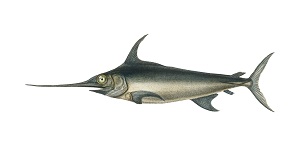 Xiphias (swordfish)