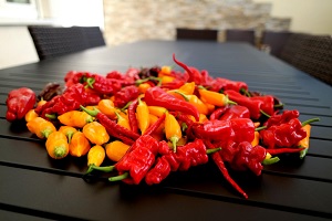 Xtreme heat peppers (a playful term for extremely spicy peppers)