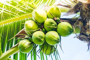 Young coconut