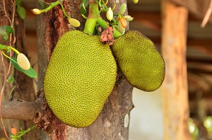 Young jackfruit