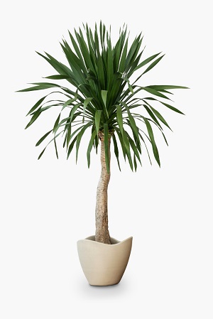 Yucca