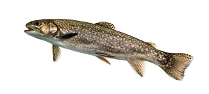 Zander (a type of fish)