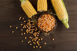 Zea mays (corn)