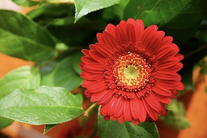 Zinnia (edible flowers)