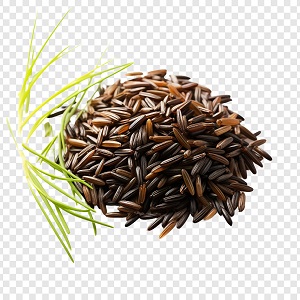 Zizania (wild rice)