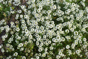 Alyssum