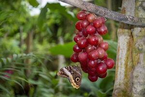 Amazon Tree Grape