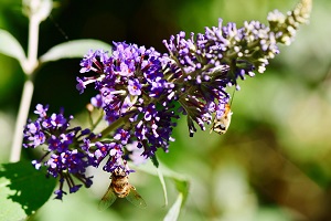 Anise Hyssop