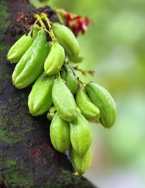 Averrhoa Bilimbi