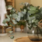 Beautiful eucalyptus branches in a glass vase on a wicker table in the home