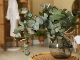 Beautiful eucalyptus branches in a glass vase on a wicker table in the home