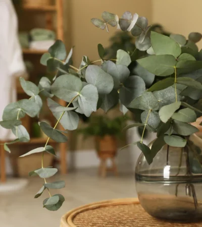 Beautiful eucalyptus branches in a glass vase on a wicker table in the home