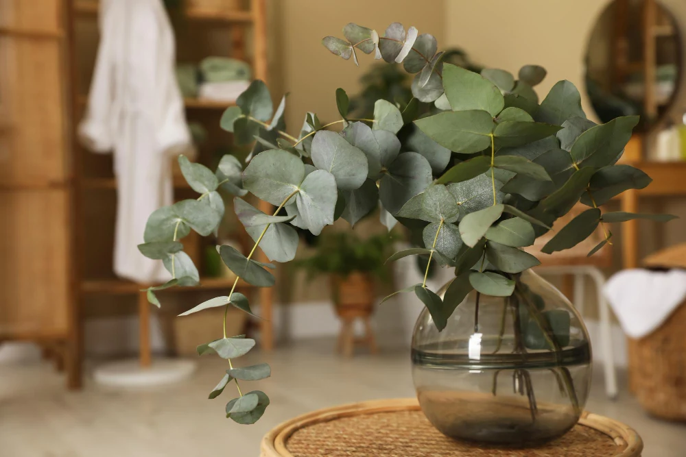 Beautiful eucalyptus branches in a glass vase on a wicker table in the home