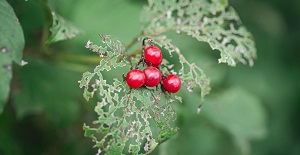 Boxwood Berry