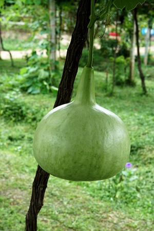 Calabash Fruit