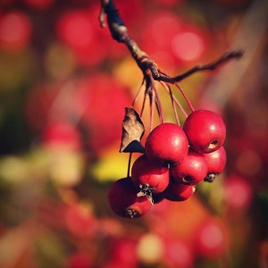 Chinese Hawthorn