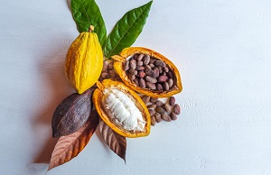 Cocoa Fruit