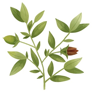 Elaeagnus