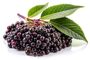 Elderberry