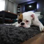 White and Tan English Bulldog Lying on Black Rug