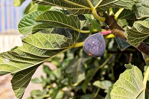 False Fig