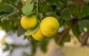 False Lemon