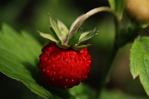 False Strawberry