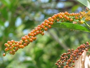 Fiddlewood Fruit