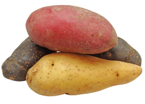 Fingerling Potato