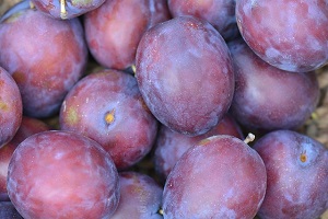 Florida Plum