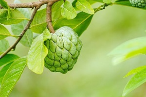 Florida Sugar Apple