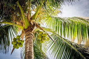 Forest Coconut