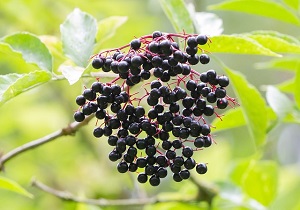 Forest Elderberry